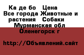 Ка де бо › Цена ­ 25 - Все города Животные и растения » Собаки   . Мурманская обл.,Оленегорск г.